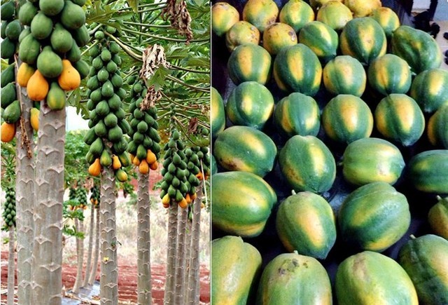 Cách nhận biết trái cây ép chín dễ dàng - ảnh 1