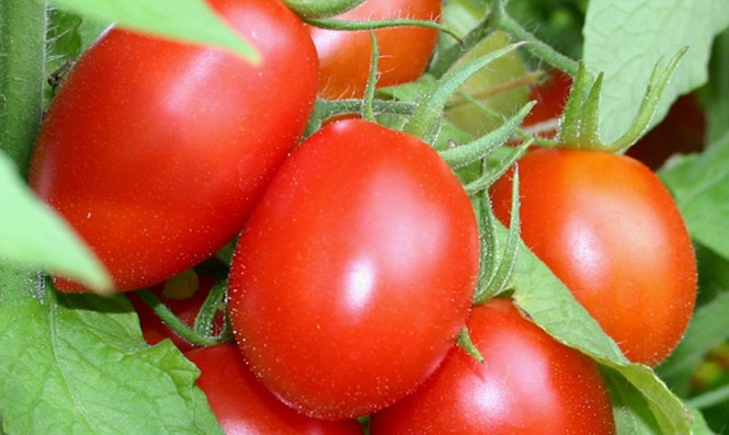 10 lý do bạn nên ăn cà chua thường xuyên - ảnh 1