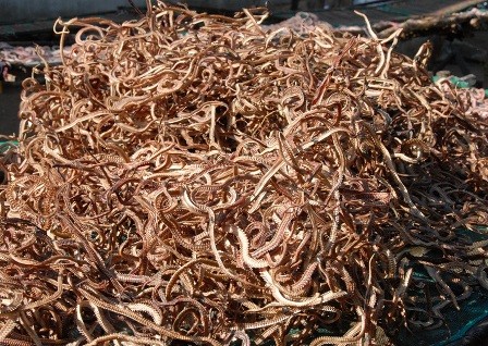 'Đột nhập' lò chế biến rắn, trăn lớn bậc nhất miền Tây - ảnh 4