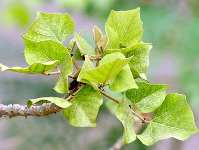 Mất ngủ, khó ngủ - Nguyên nhân và cách chữa trị - ảnh 5