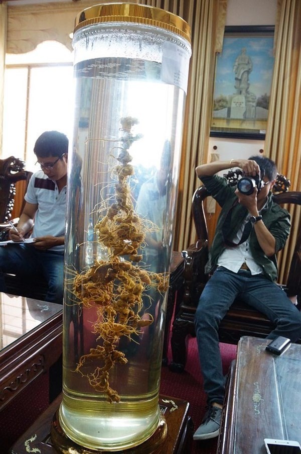 'Lóa mắt' với bình sâm Ngọc Linh ở Ủy ban TP Tam Kỳ - ảnh 1