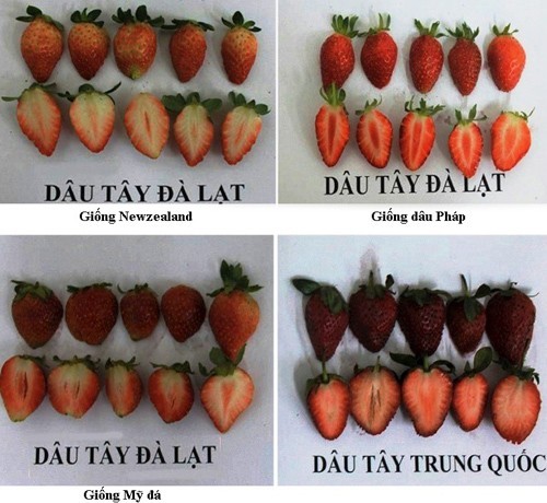 Dâu tây 20.000 đồng/lạng bán ở Hà Nội có phải hàng Đà Lạt? - ảnh 1