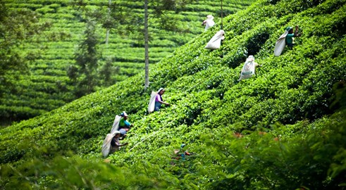 Từ người làm thuê đến ông chủ thương hiệu trà - ảnh 1
