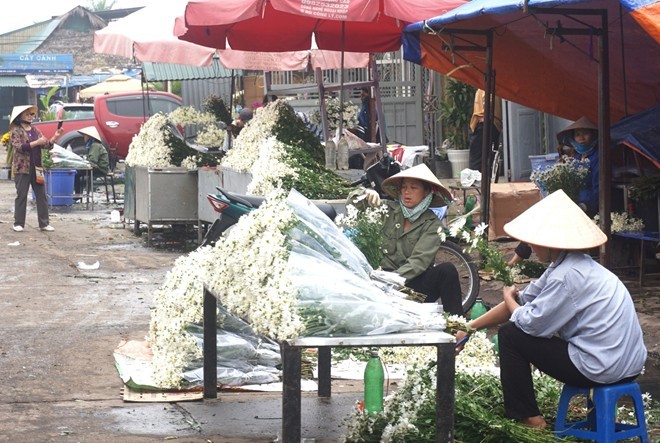 Cúc họa mi làm nóng thị trường hoa Hà Nội - ảnh 2