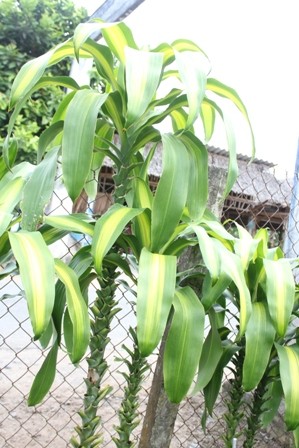 Sống khỏe nhờ “độc chiêu” trồng cây bán… lá - ảnh 1
