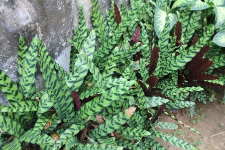 Sống khỏe nhờ “độc chiêu” trồng cây bán… lá - ảnh 3
