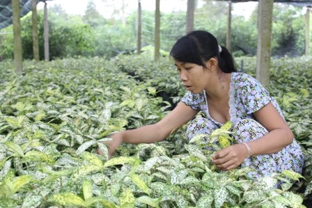 Sống khỏe nhờ “độc chiêu” trồng cây bán… lá - ảnh 7