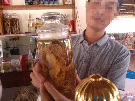 Sự thật chữa bệnh bằng tê tê - ảnh 1
