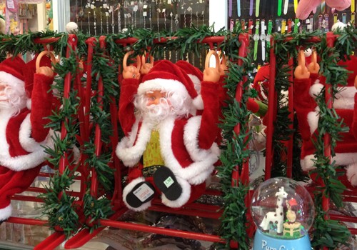 Thông thật mini đắt khách mùa Noel - ảnh 1