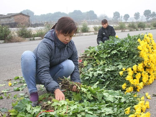 Hà Nội được mùa hoa Tây Tựu - ảnh 2