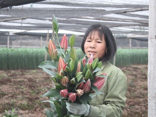 Hà Nội được mùa hoa Tây Tựu - ảnh 3