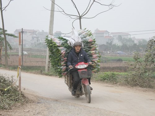 Hà Nội được mùa hoa Tây Tựu - ảnh 5