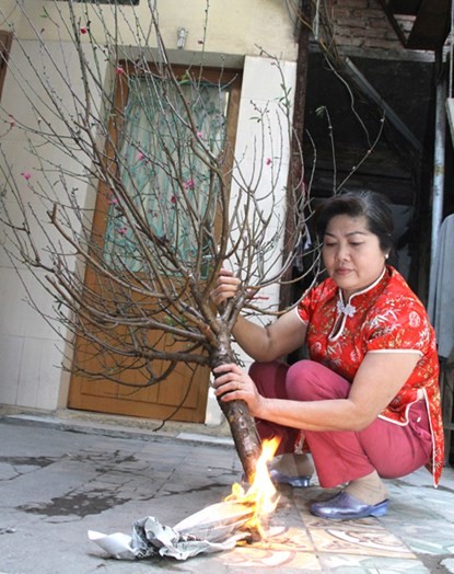 Bí quyết để giữ hoa đào tươi suốt Tết - ảnh 1