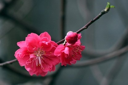 Bí quyết để giữ hoa đào tươi suốt Tết - ảnh 2