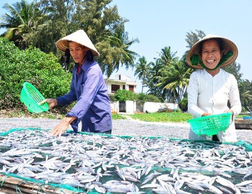 Thu trăm triệu đồng sau một đêm đánh bắt cá cơm - ảnh 1