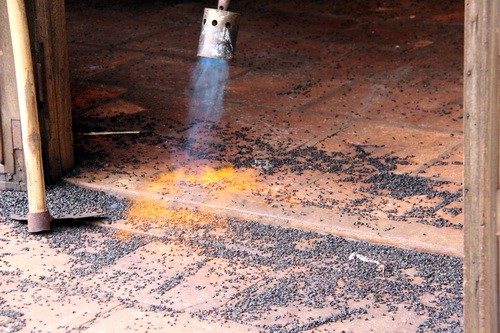 Cuộc sống đảo lộn vì bọ phủ kín nhà - ảnh 1