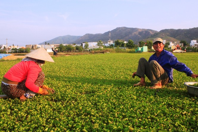 Nắng nóng rau má tăng giá, nông dân thu bạc triệu - ảnh 2