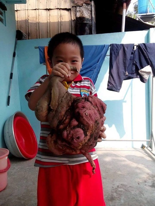 Đào được củ khoai lang hình thù lạ, nặng 6 kg - ảnh 1