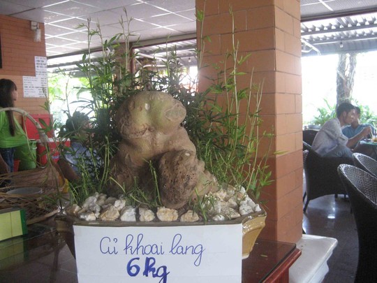 Đào được củ khoai lang hình thù lạ, nặng 6 kg - ảnh 2