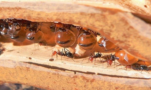 Sứ mệnh cao cả của loài kiến bụng căng phồng như hũ mật - ảnh 2