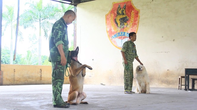 Dạy ngoại ngữ cho chó thu trăm triệu mỗi tháng - ảnh 1