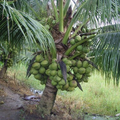 Dừa sáp hơn 200.000 đồng một trái bán chạy như tôm tươi - ảnh 1