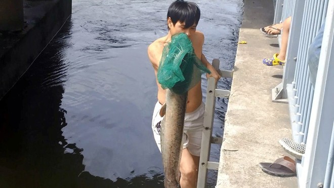 Câu cá trê hơn 7 kg trên kênh Nhiêu Lộc - ảnh 2