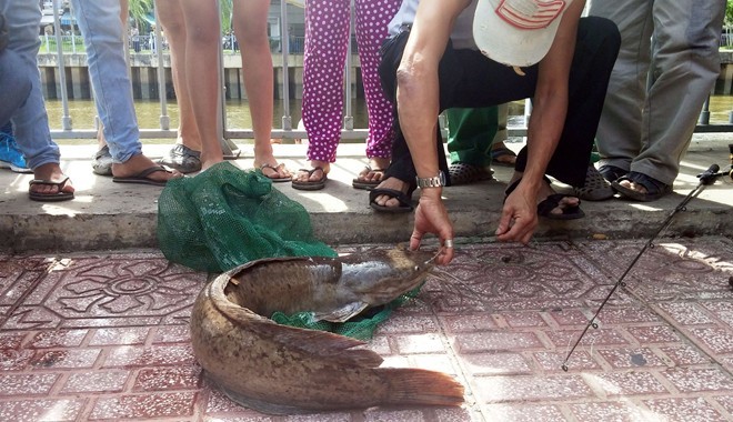 Câu cá trê hơn 7 kg trên kênh Nhiêu Lộc - ảnh 4