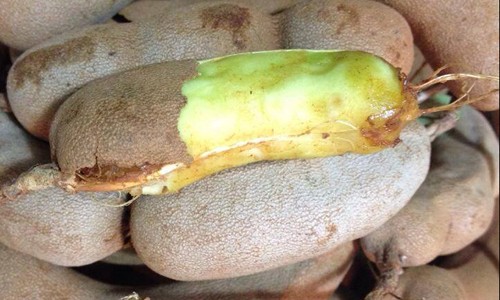 Me Thái đắt ngang nho Mỹ - ảnh 1