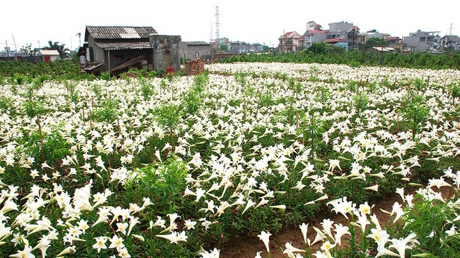 Vườn hoa loa kèn nở bung trắng muốt - ảnh 1