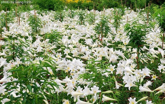 Vườn hoa loa kèn nở bung trắng muốt - ảnh 2