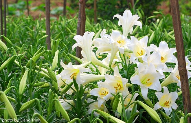 Vườn hoa loa kèn nở bung trắng muốt - ảnh 3