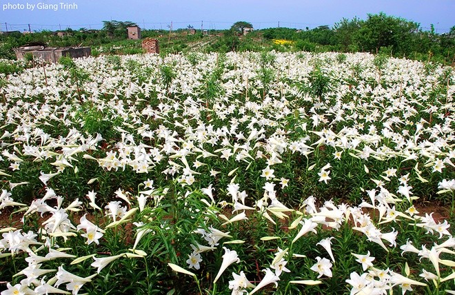 Vườn hoa loa kèn nở bung trắng muốt - ảnh 4