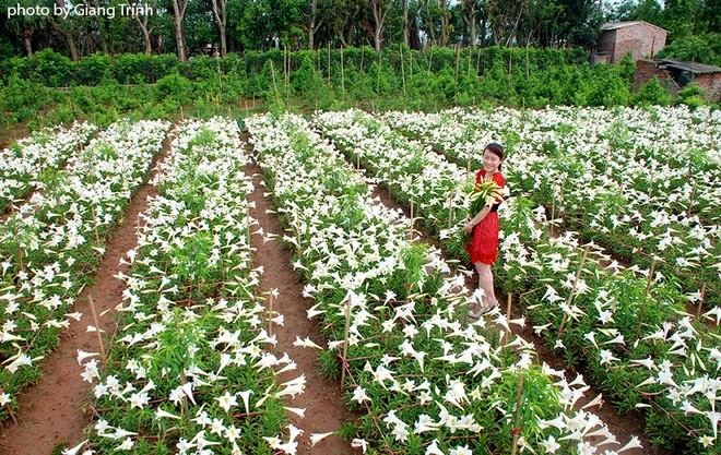 Vườn hoa loa kèn nở bung trắng muốt - ảnh 6