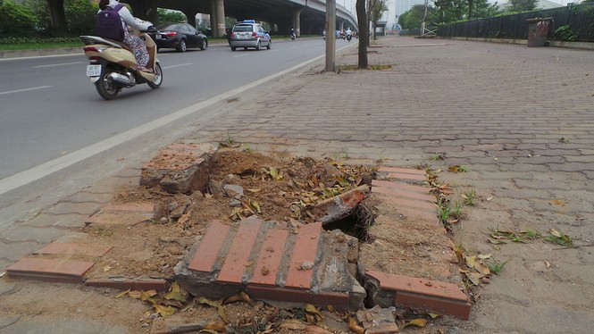 Hà Nội thay thế hàng sấu chết khô trên đường Phạm Hùng - ảnh 1