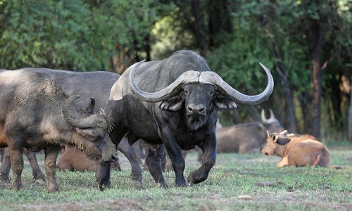 Trâu 12 triệu USD đắt nhất thế giới sống ở đâu? - ảnh 1