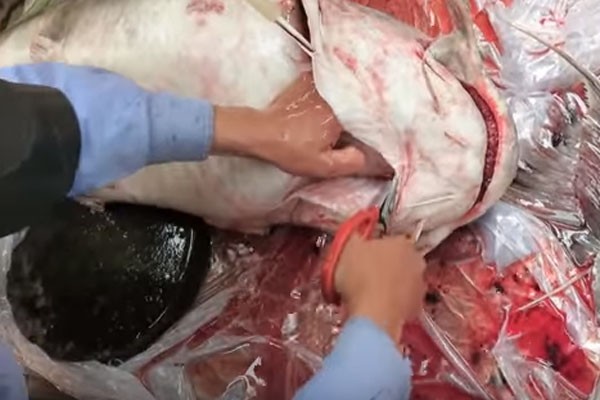 Bữa tiệc “thủy quái” sông Đà trăm triệu của đại gia Hà Nội - ảnh 1