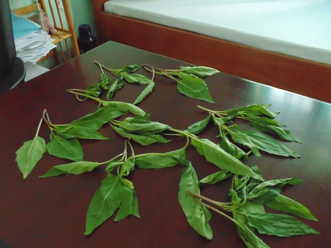 Cả gia đình kích động cười khóc, chửi bới vì ăn rau lạ - ảnh 1