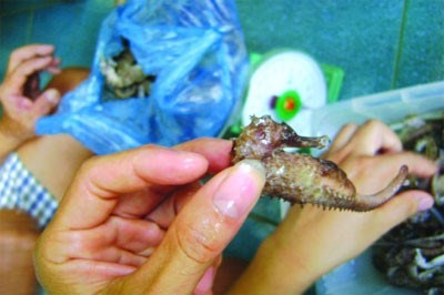Cận cảnh món cá ngựa chiên tăng sinh lực siêu đắt đỏ - ảnh 5