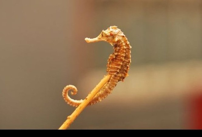 Cận cảnh món cá ngựa chiên tăng sinh lực siêu đắt đỏ - ảnh 7