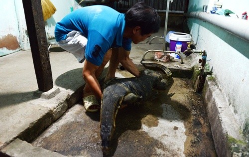 Người Sài Gòn vây bắt kỳ đà khổng lồ ở rạch - ảnh 1