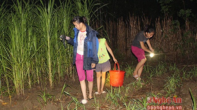 Cận cảnh một buổi đi săn “cậu ông trời” trong đêm - ảnh 1