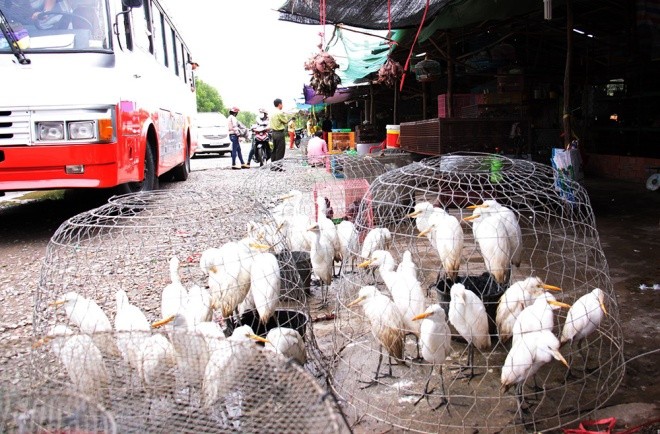 Cận cảnh chợ chim trời lớn nhất miền Tây - ảnh 4