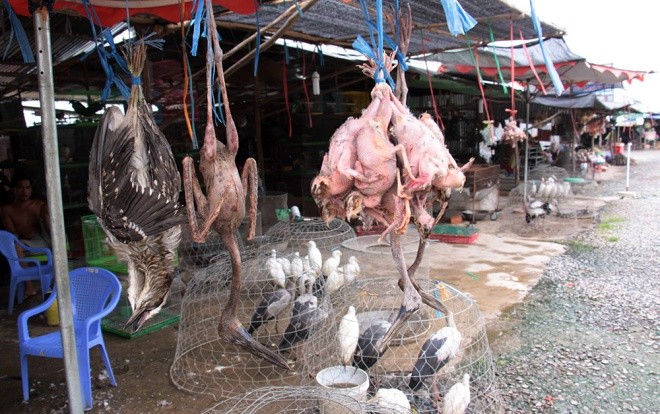 Cận cảnh chợ chim trời lớn nhất miền Tây - ảnh 5