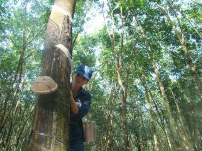 Những thương hiệu Pháp một thời lừng lẫy tại Việt Nam - ảnh 15