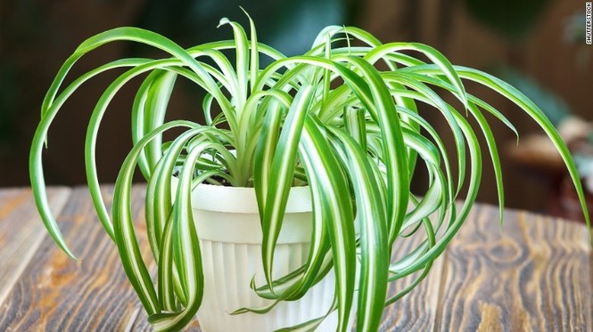 Trồng cây gì trong nhà để loại bỏ độc tố trong không khí? - ảnh 1