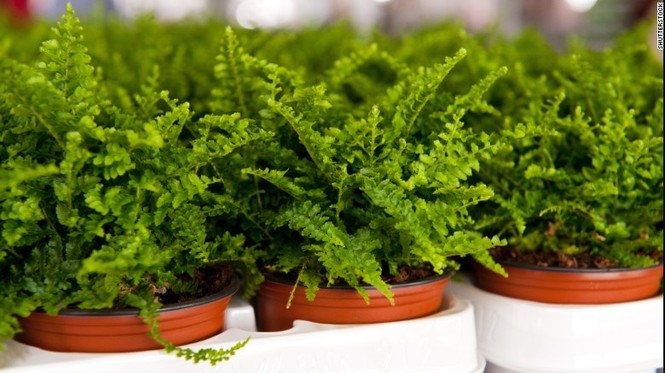Trồng cây gì trong nhà để loại bỏ độc tố trong không khí? - ảnh 5