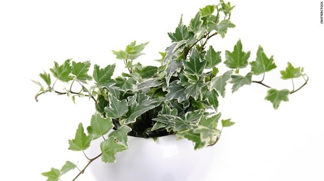 Trồng cây gì trong nhà để loại bỏ độc tố trong không khí? - ảnh 7