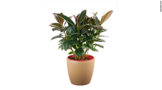 Trồng cây gì trong nhà để loại bỏ độc tố trong không khí? - ảnh 8