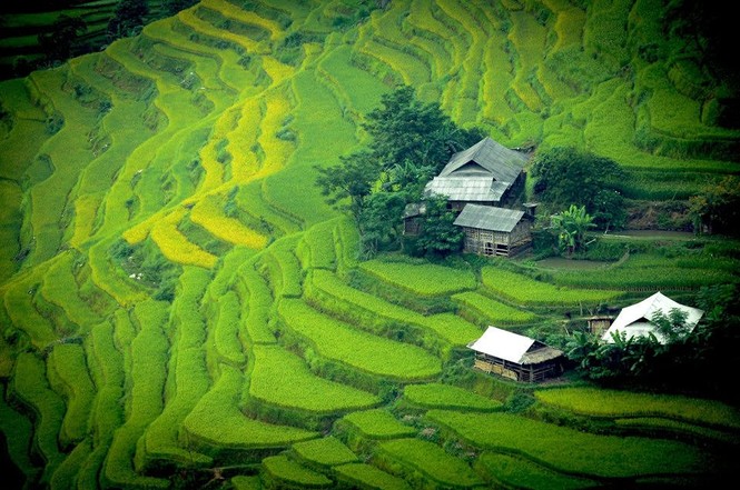 Ngỡ ngàng ruộng bậc thang Hoàng Su Phì mùa lúa chín - ảnh 10